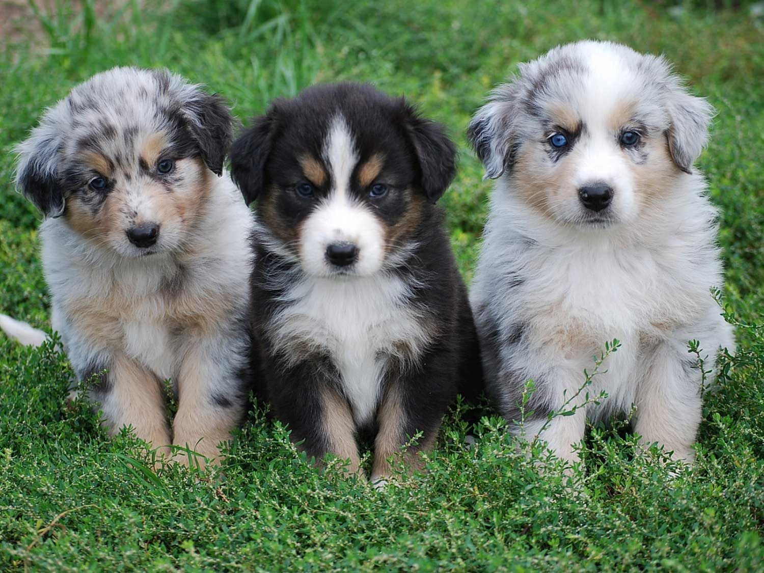 Free Australian Shepherd Puppies Wallpapers