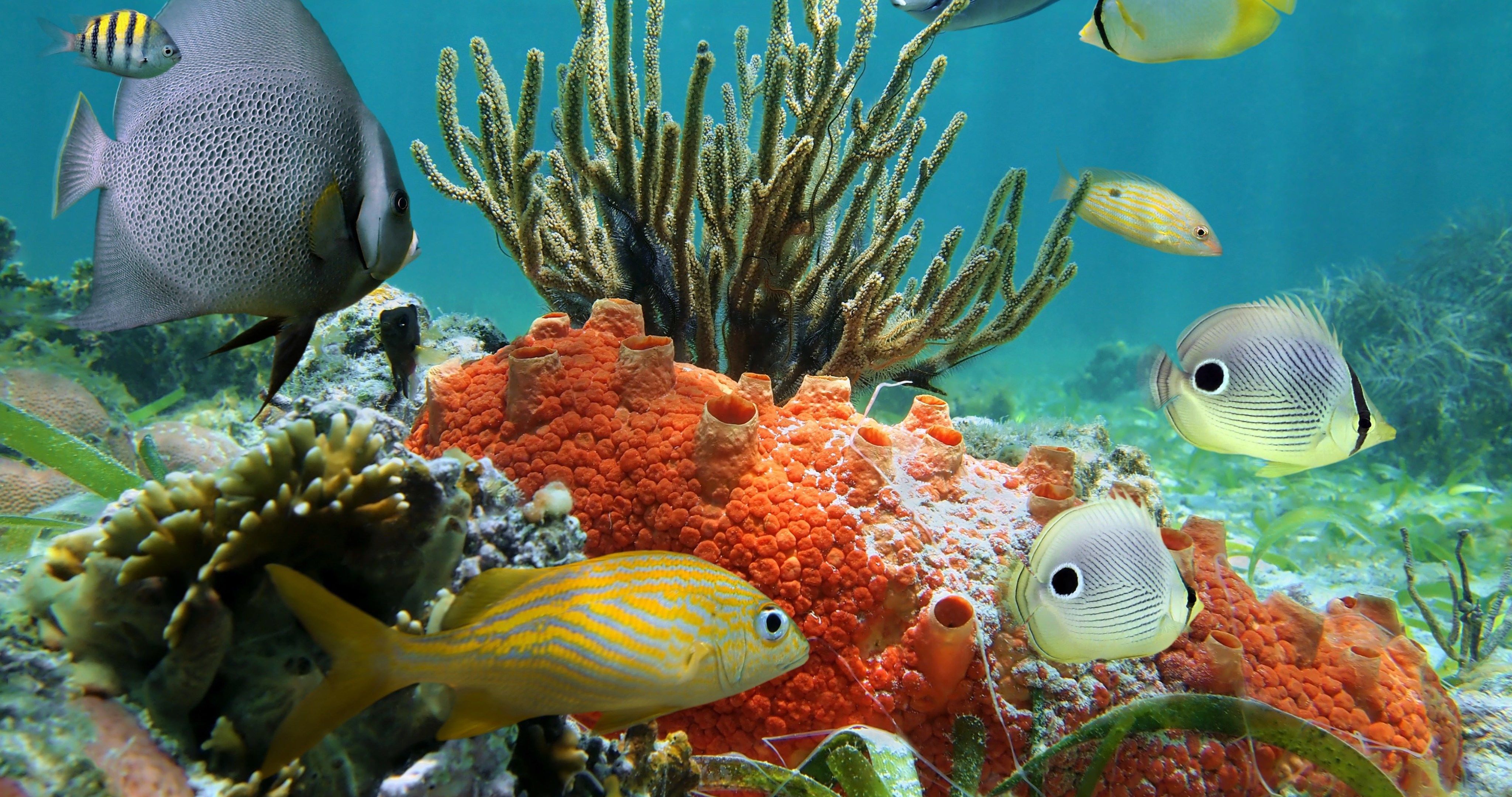 Free Fish And Coral Wallpapers