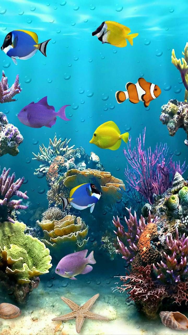 Free Fish And Coral Wallpapers