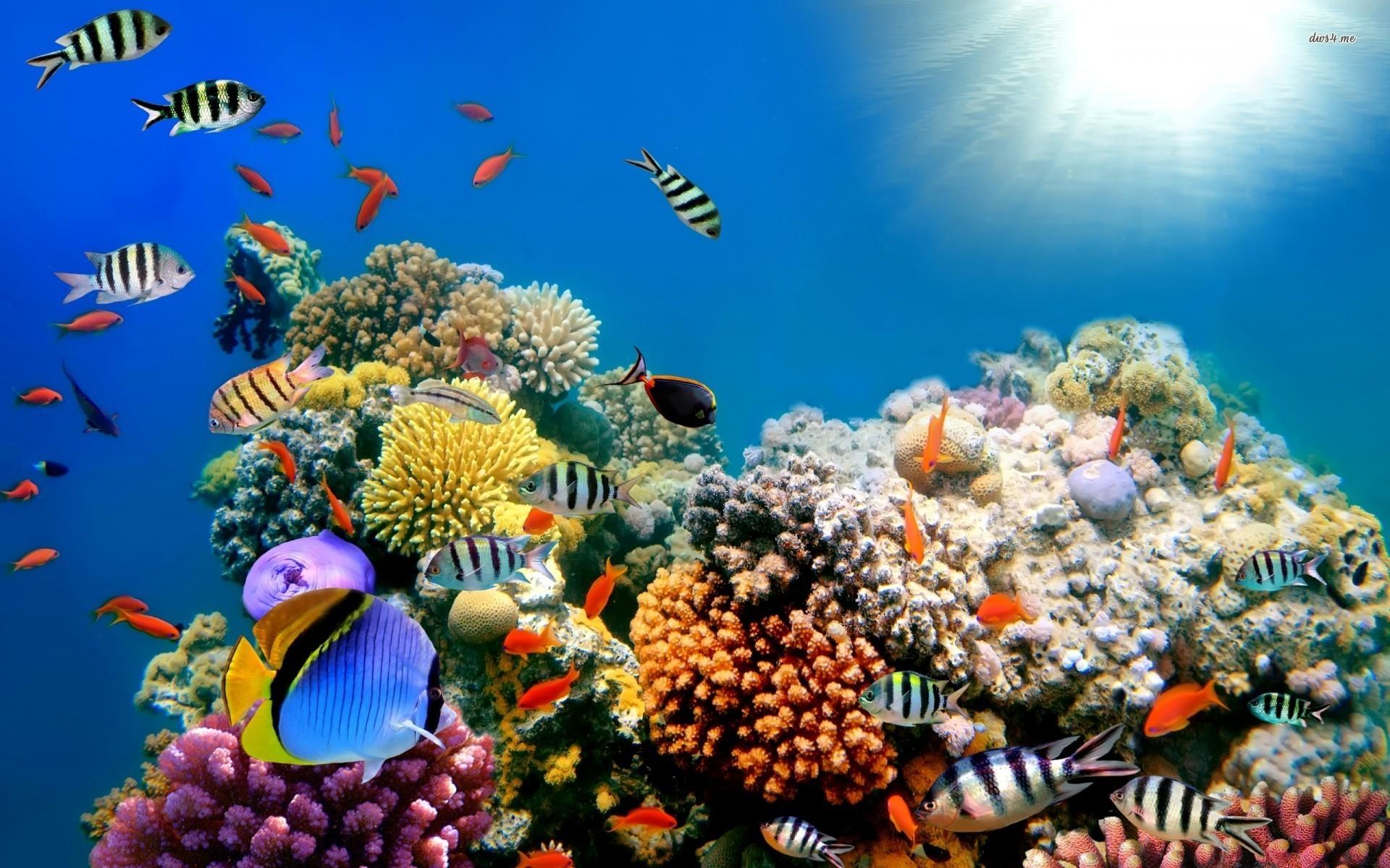 Free Fish And Coral Wallpapers