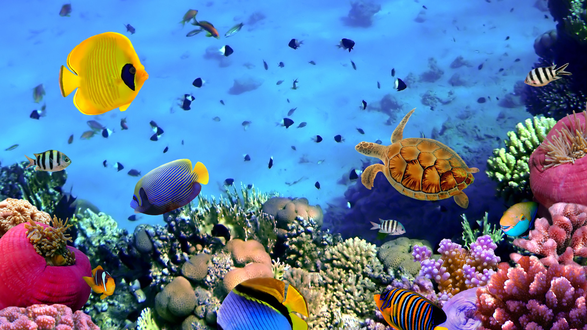 Free Fish And Coral Wallpapers