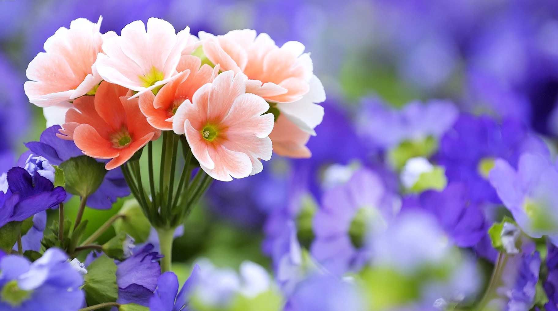 Free Flower Download Wallpapers