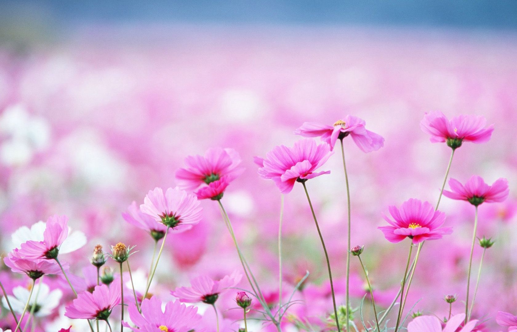 Free Flower Download Wallpapers