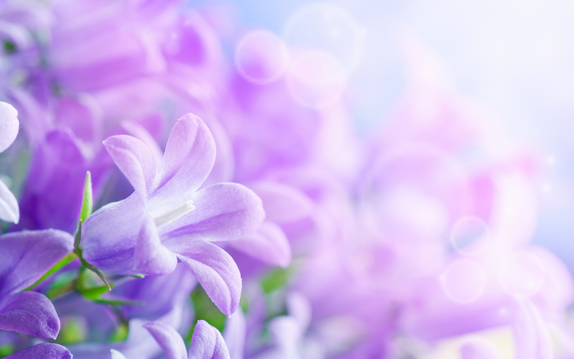 Free Flower Download Wallpapers