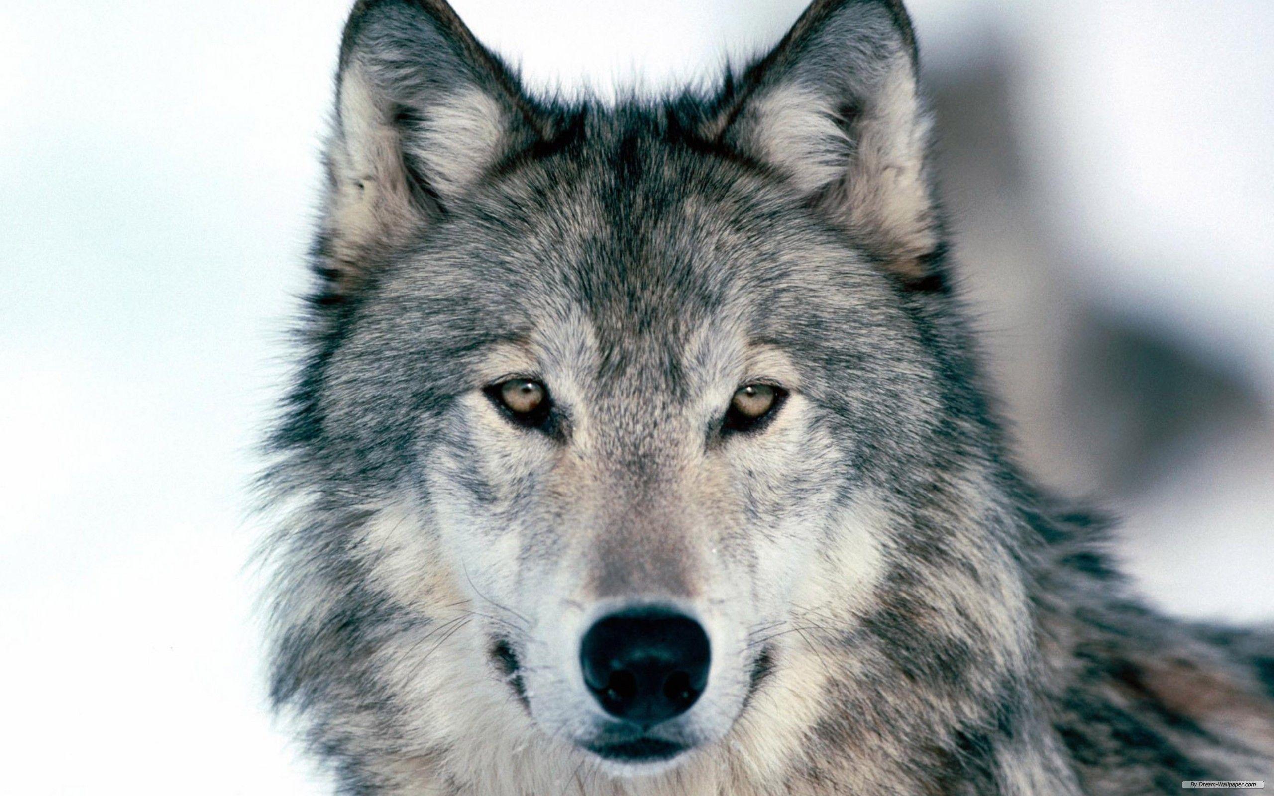 Free Wolf For Android Wallpapers