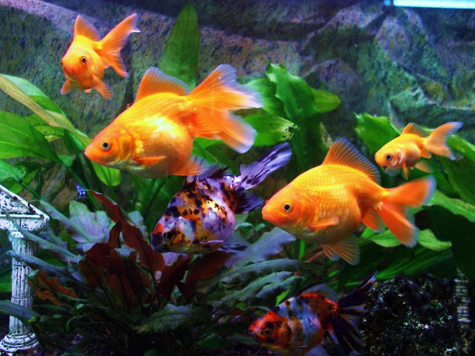 Freshwater Fish Wallpapers