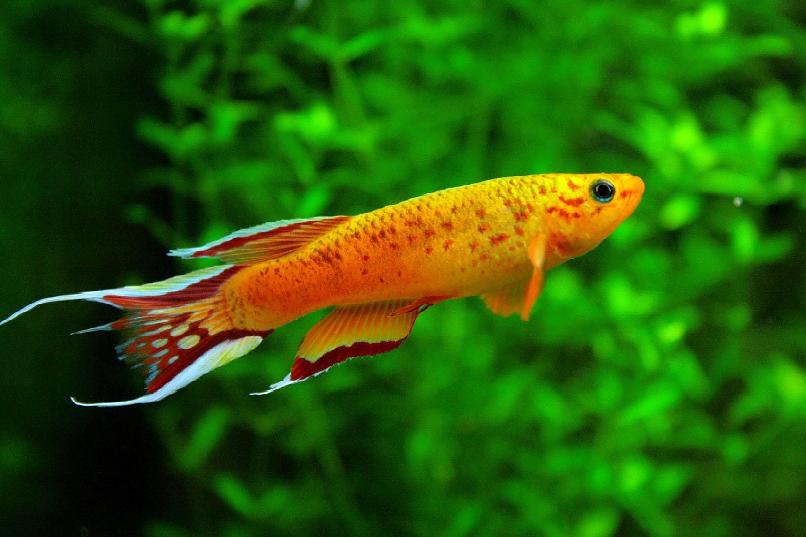 Freshwater Fish Wallpapers