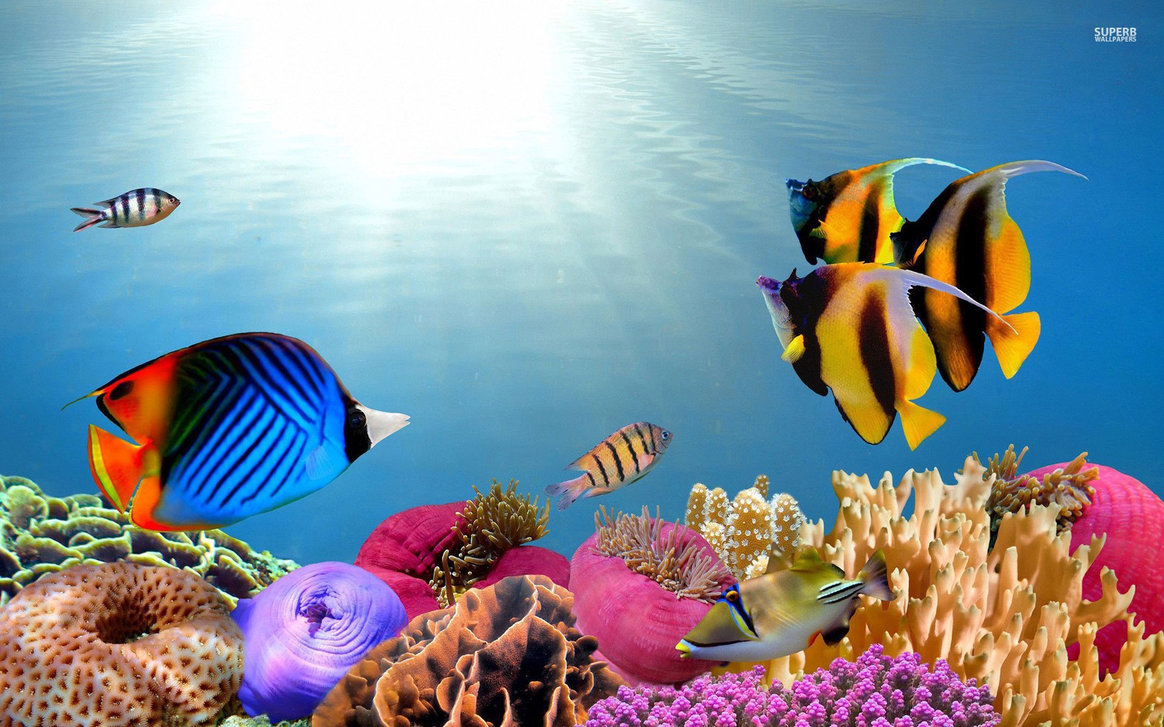 Freshwater Fish Wallpapers