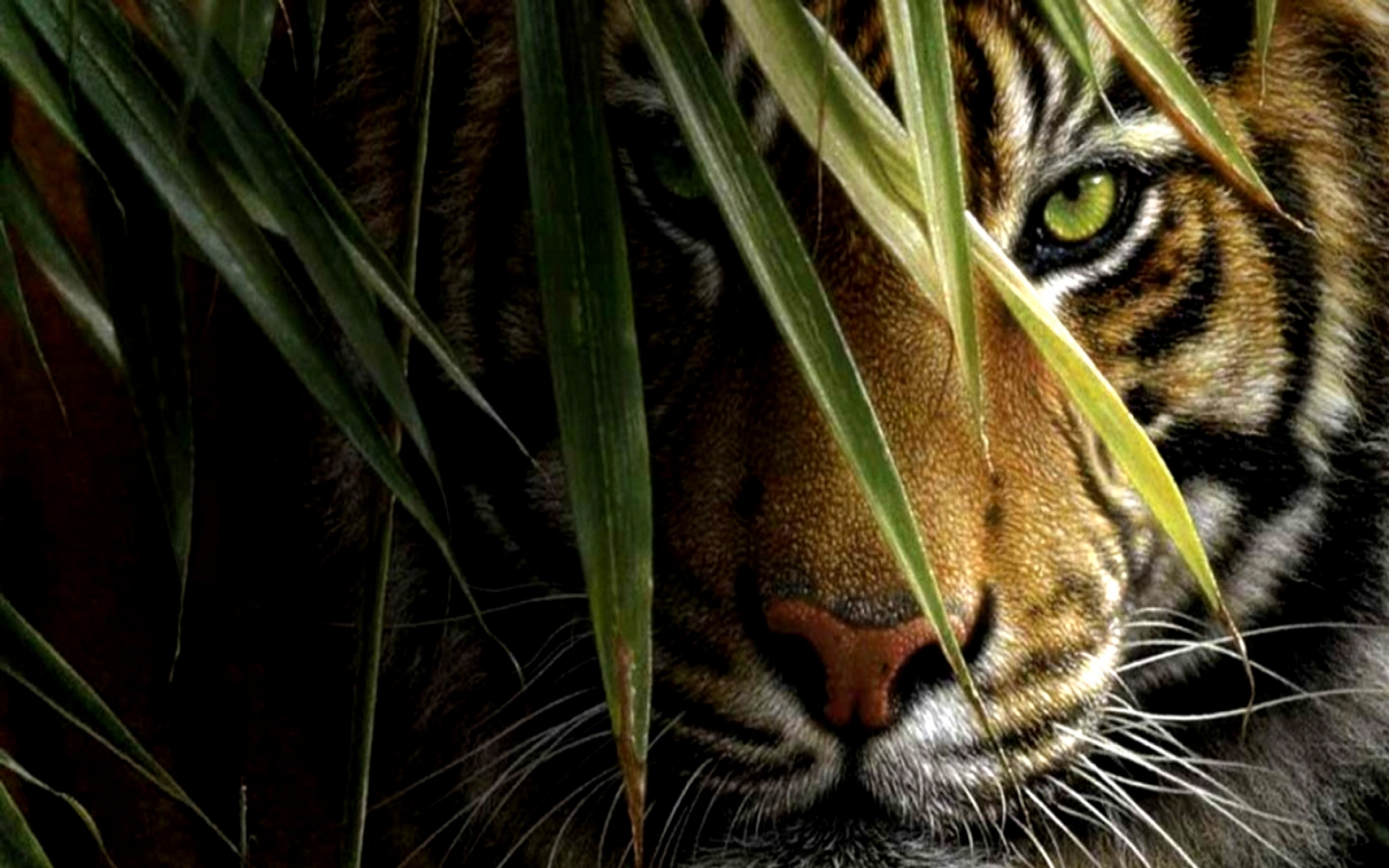 Full Hd Tiger 3D Wallpapers