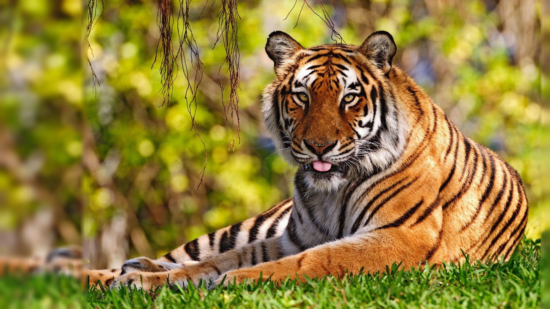 Full Hd Tiger 3D Wallpapers