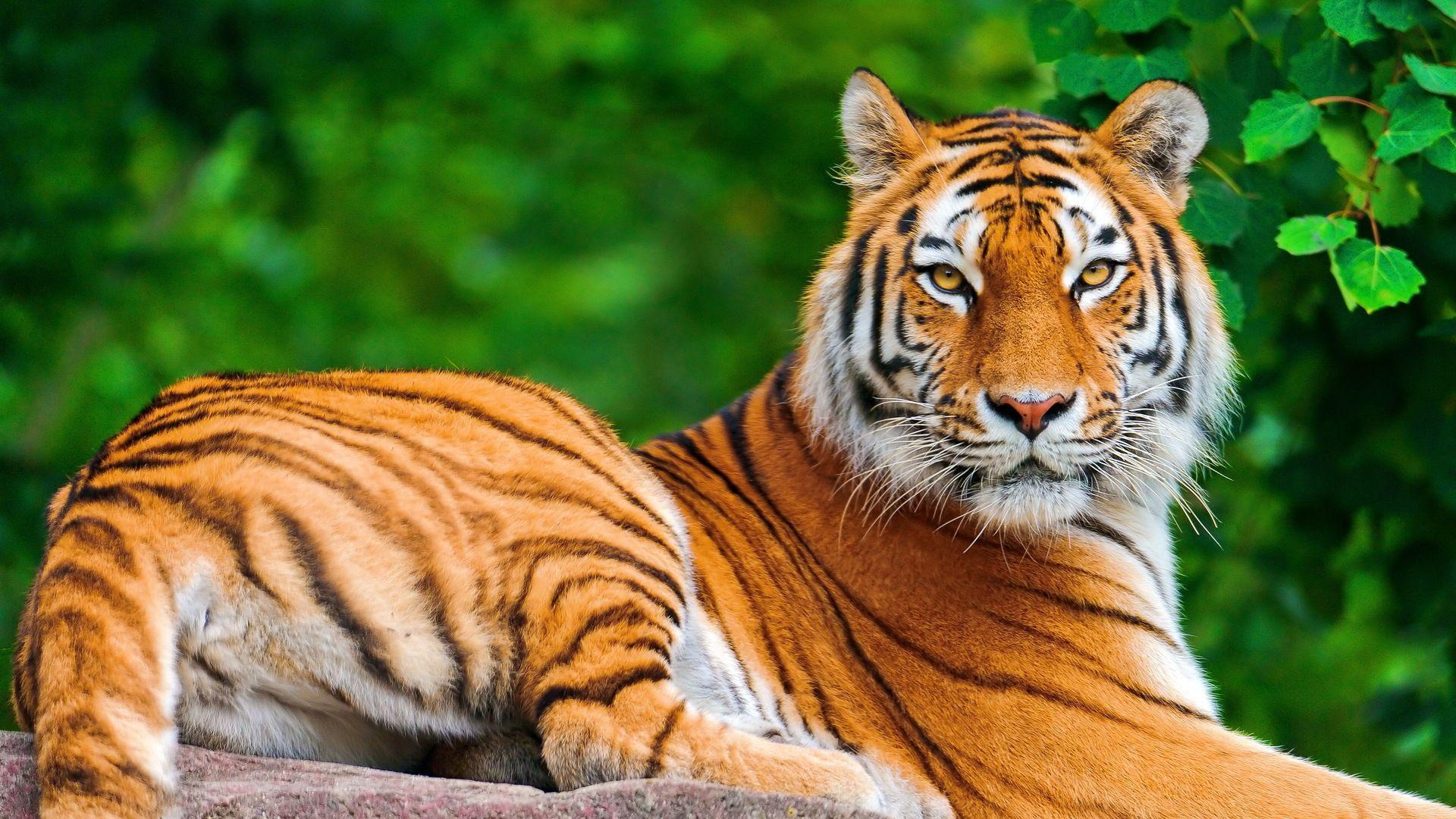 Full Hd Tiger 3D Wallpapers