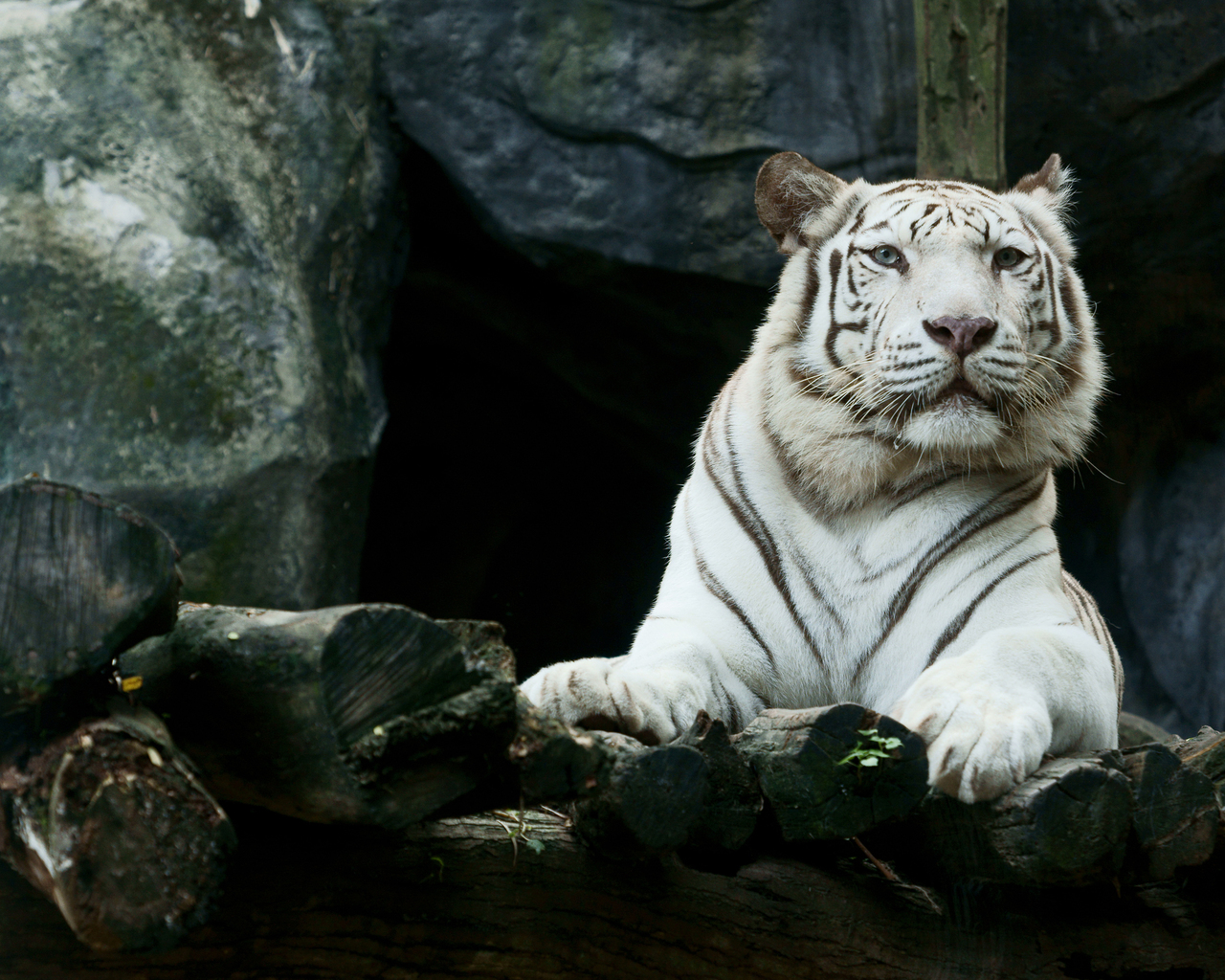 Full Hd Tiger 3D Wallpapers