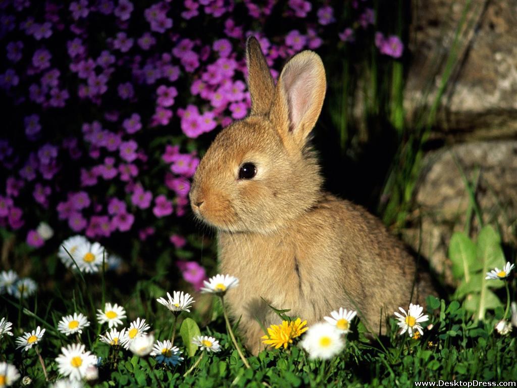 Funny Bunny Pics Wallpapers