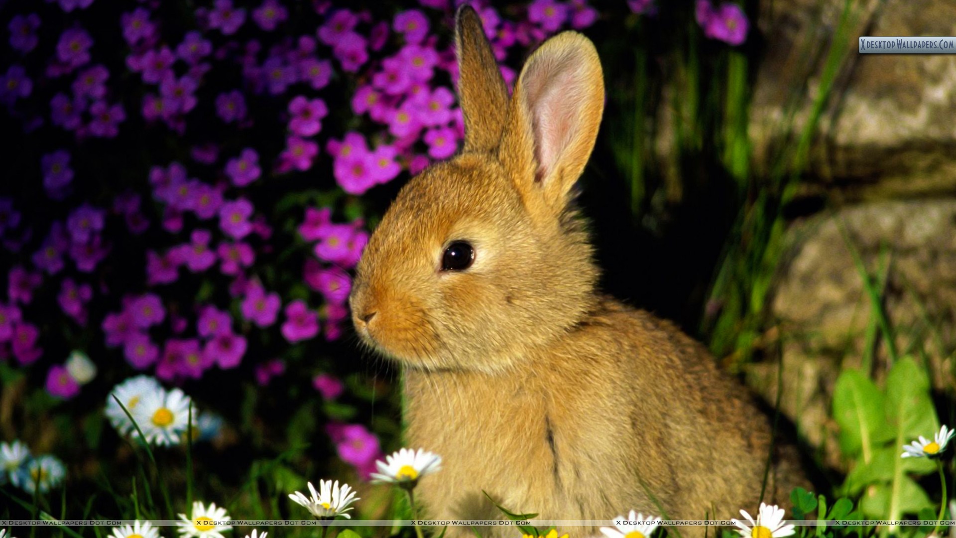 Funny Bunny Pics Wallpapers