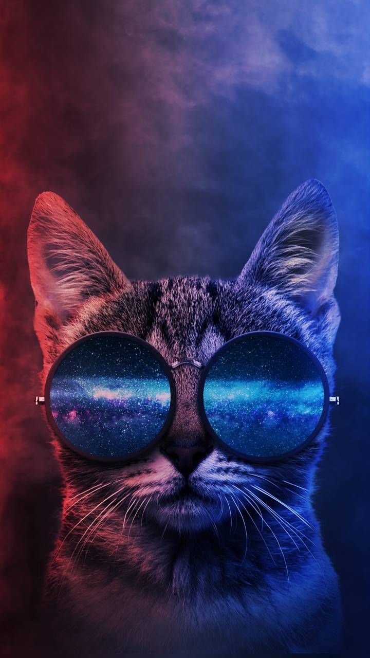 Funny Cat For Iphone Wallpapers