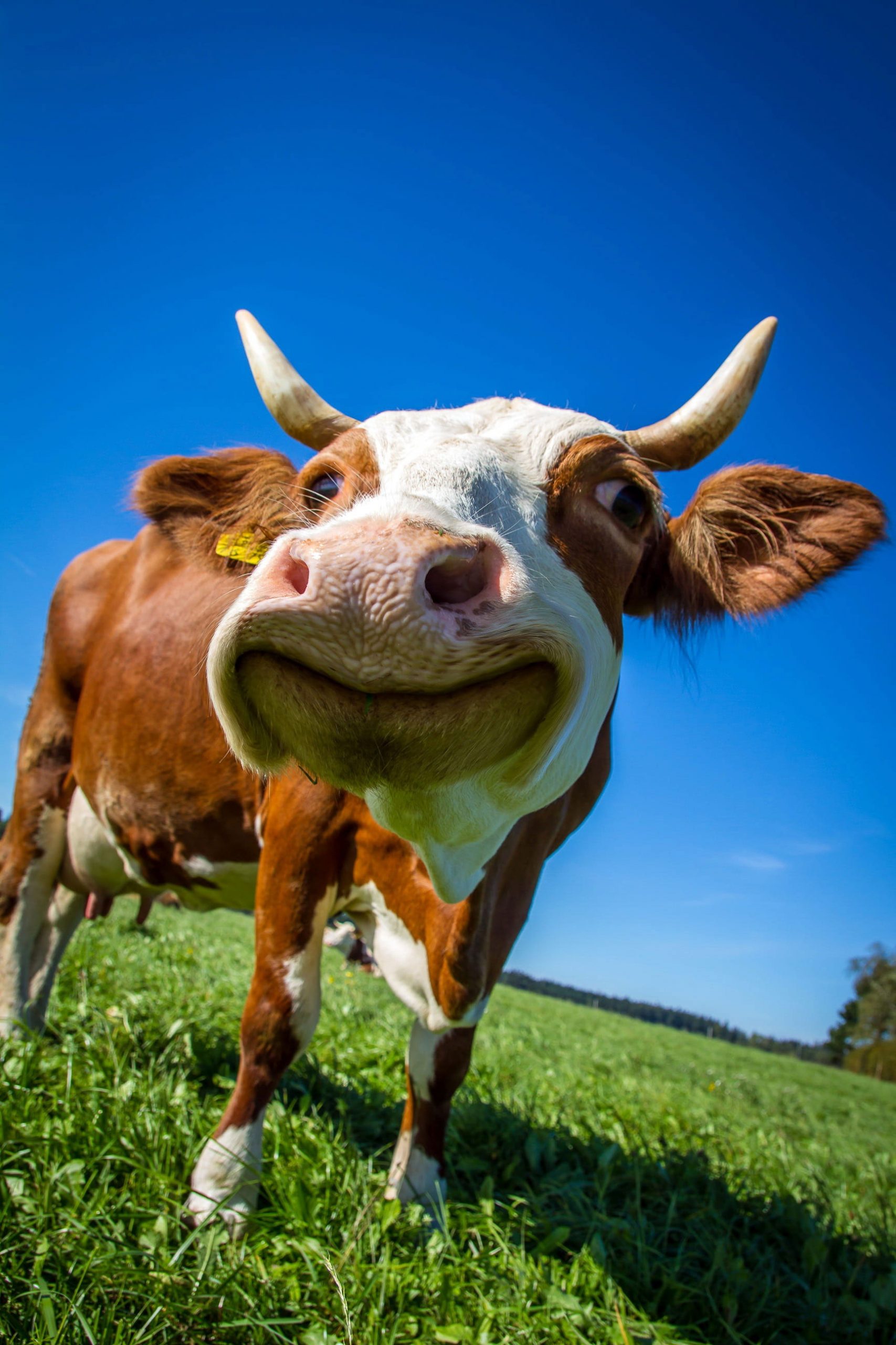 Funny Cow Wallpapers