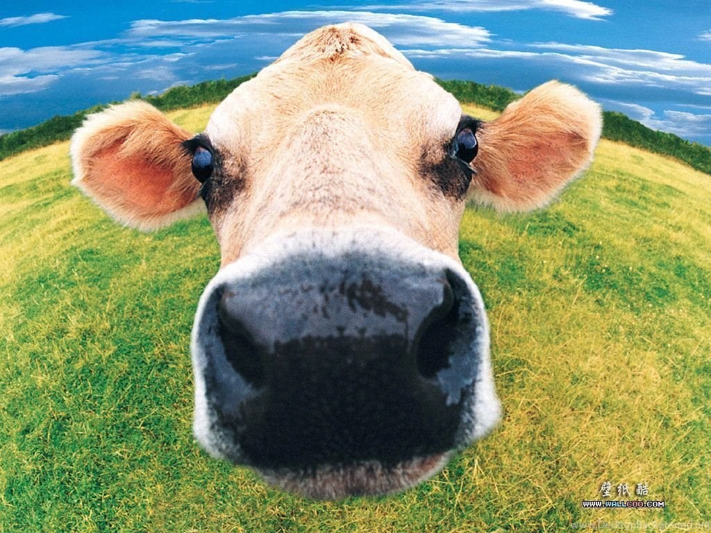 Funny Cow Wallpapers