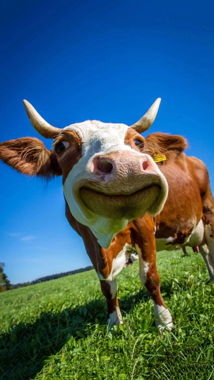 Funny Cow Wallpapers