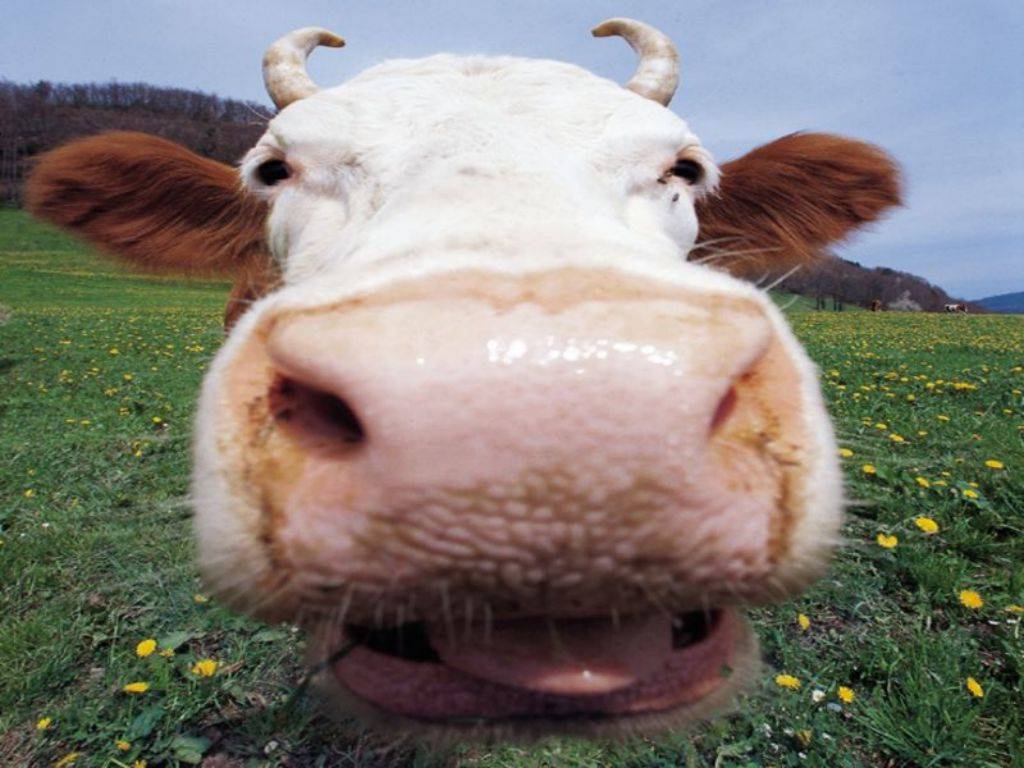 Funny Cow Wallpapers