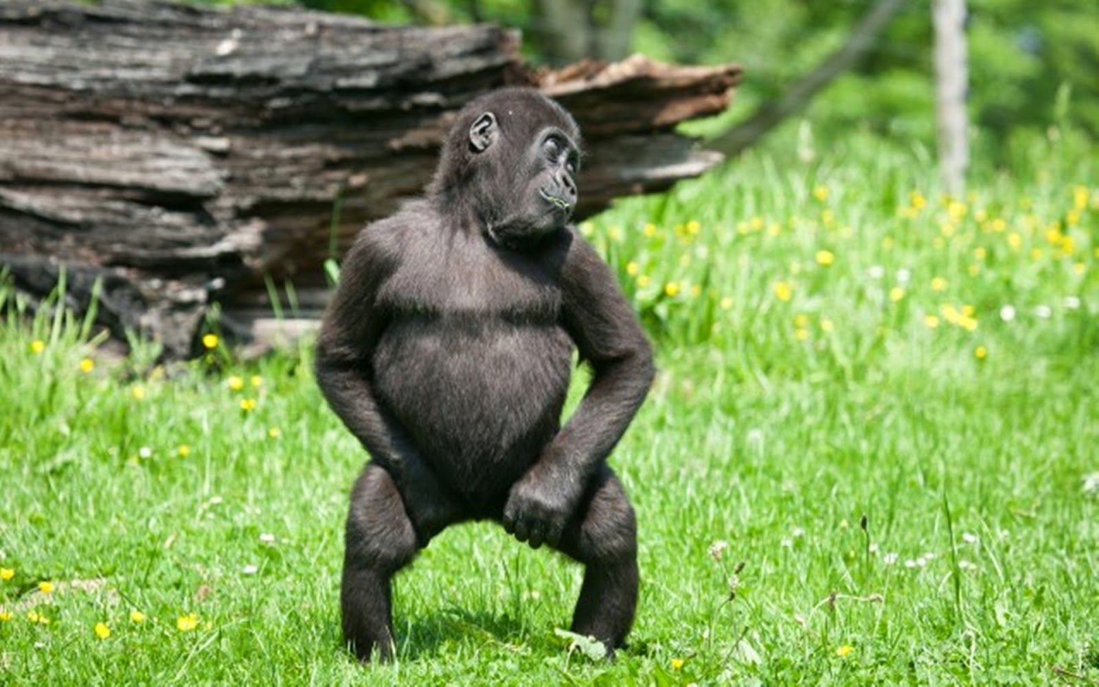 Funny Dance Images Wallpapers