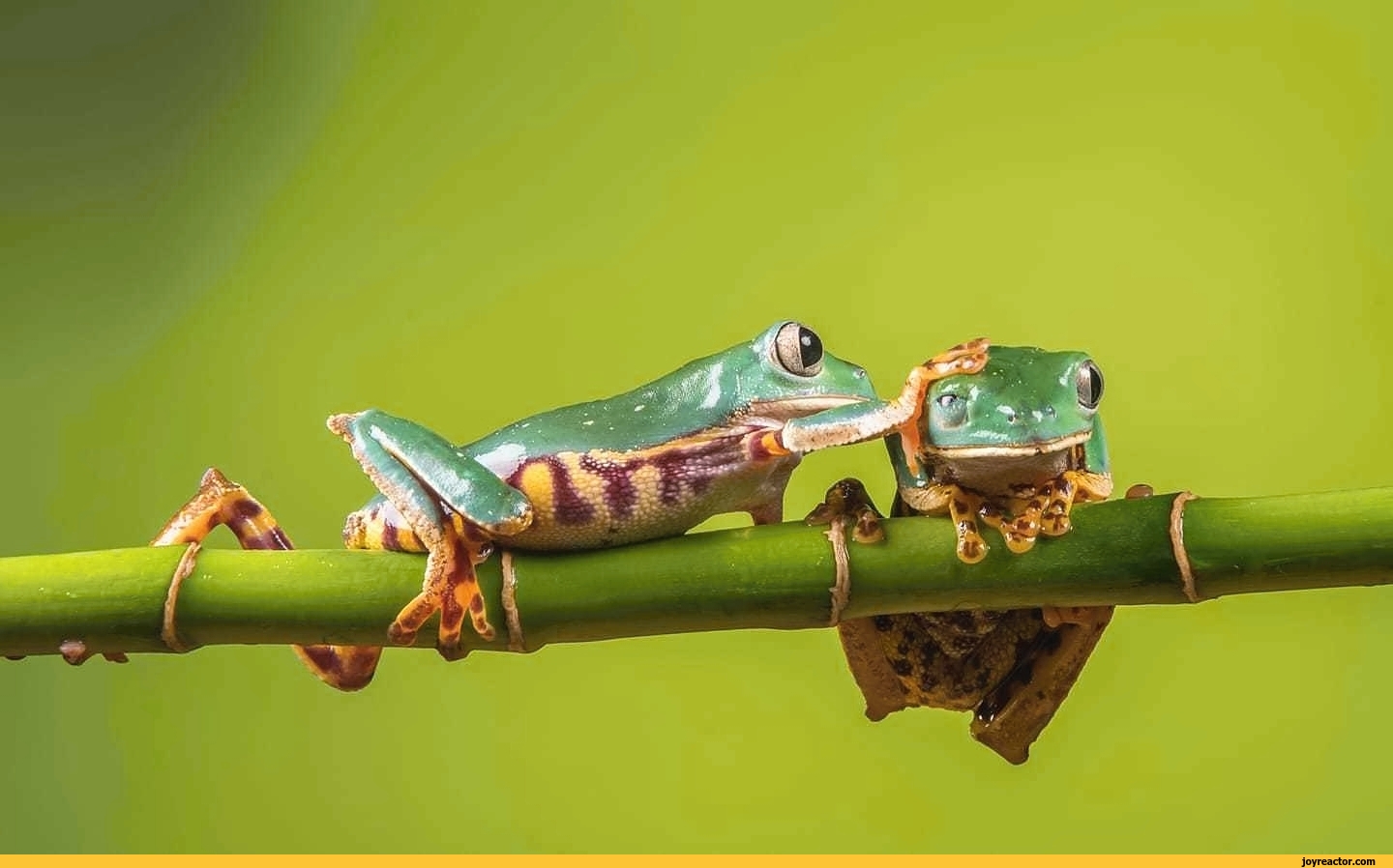 Funny Frogs Wallpapers