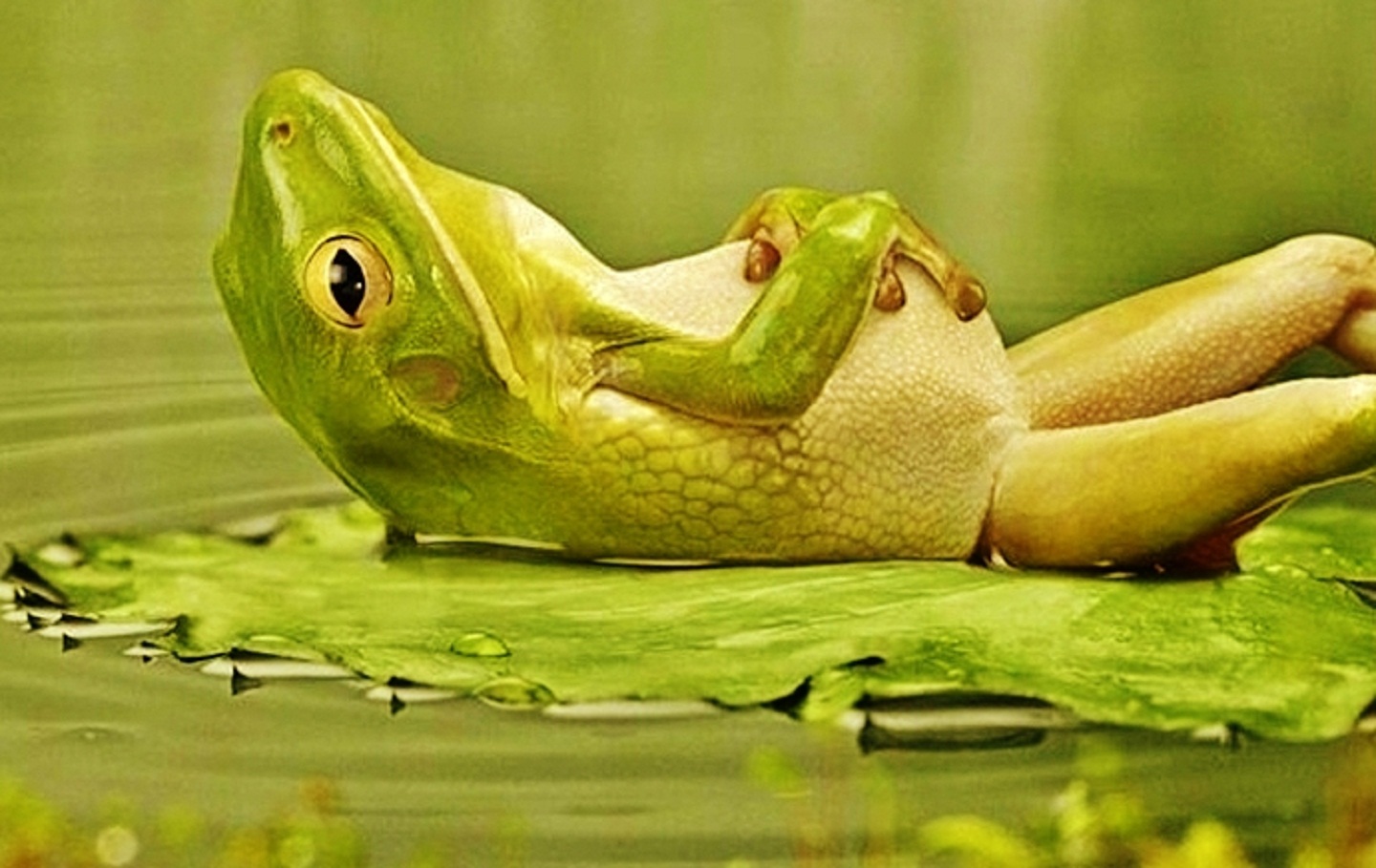 Funny Frogs Wallpapers