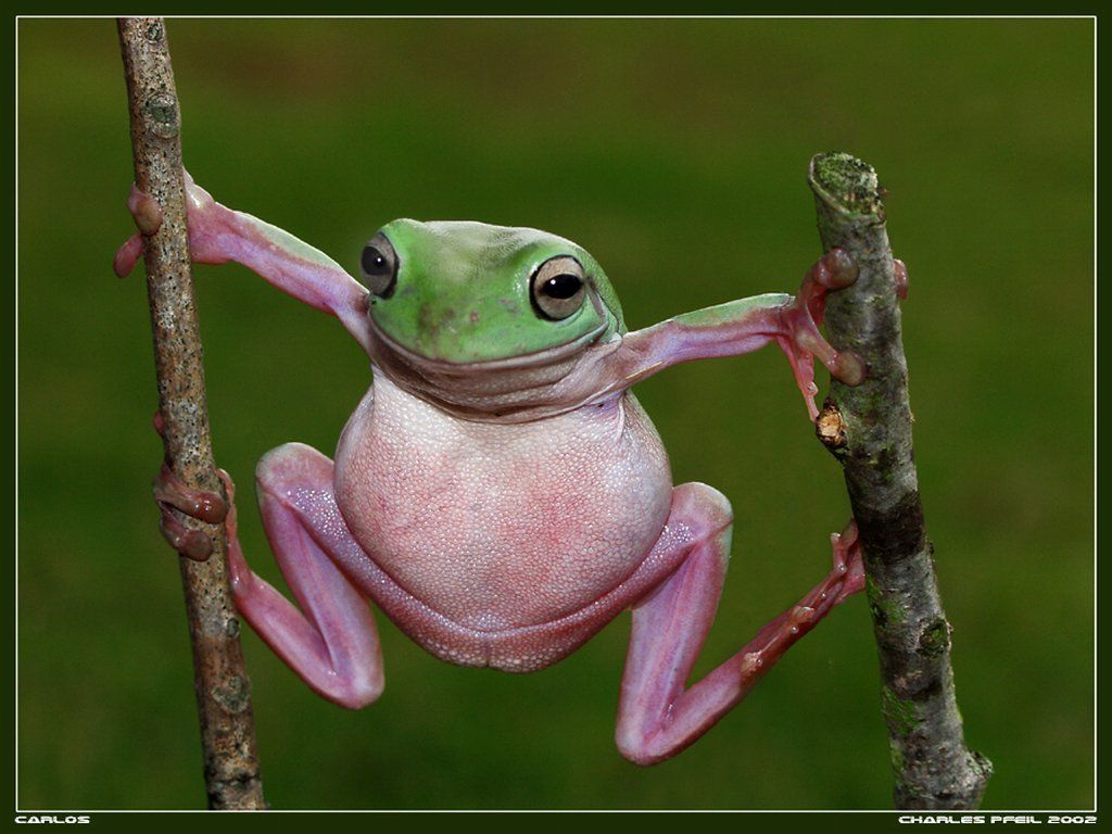 Funny Frogs Wallpapers