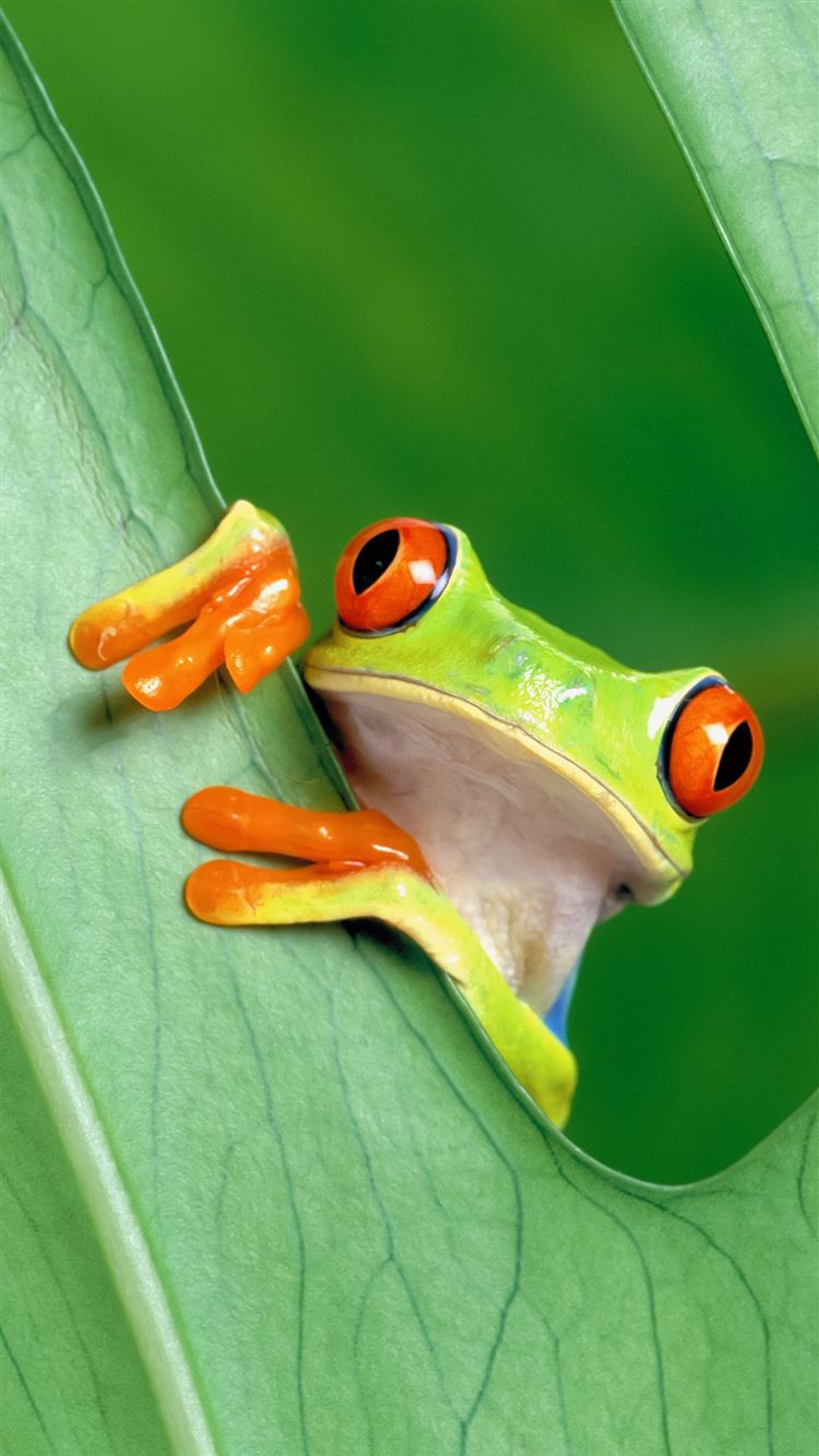 Funny Frogs Wallpapers