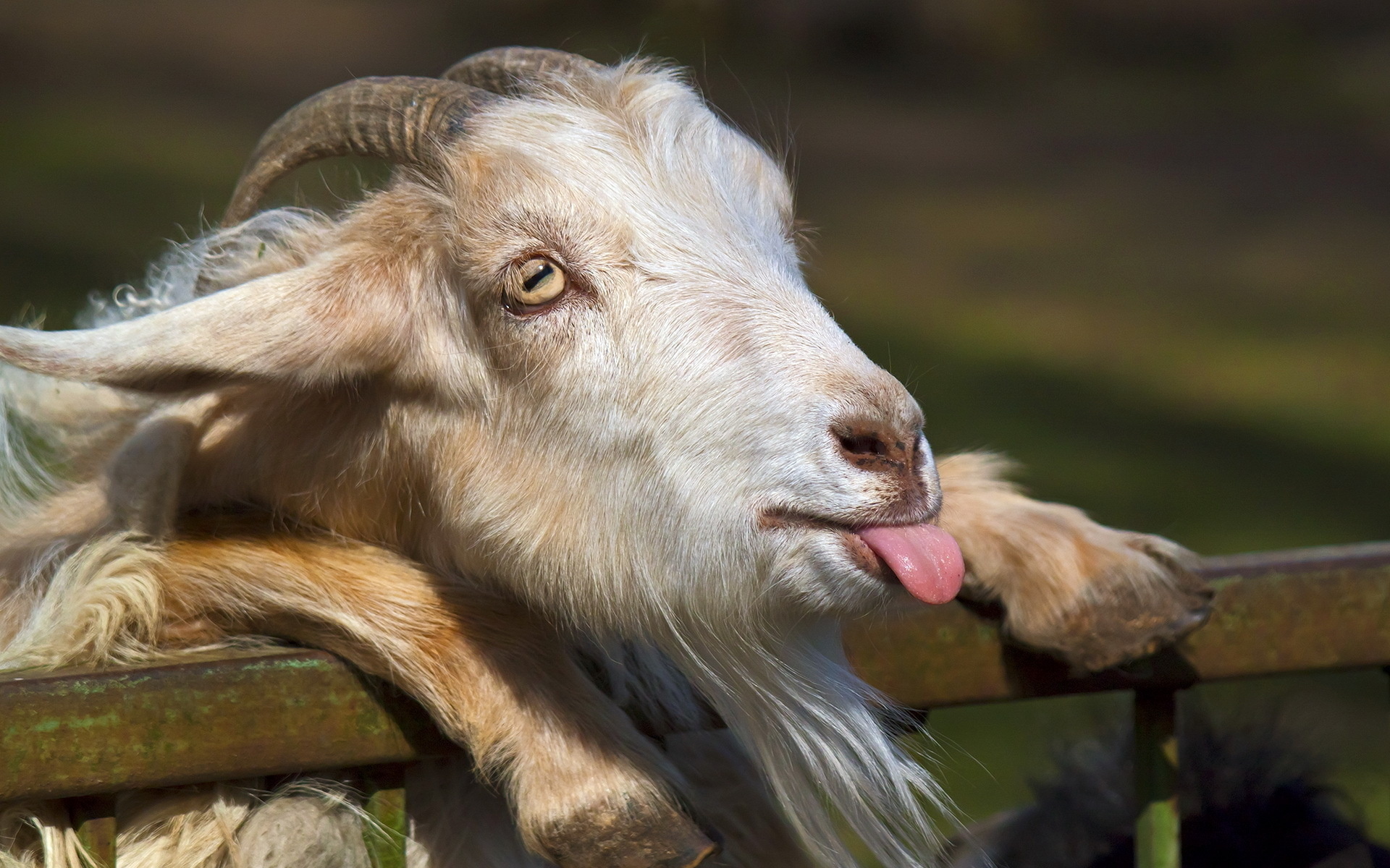 Funny Goat Wallpapers