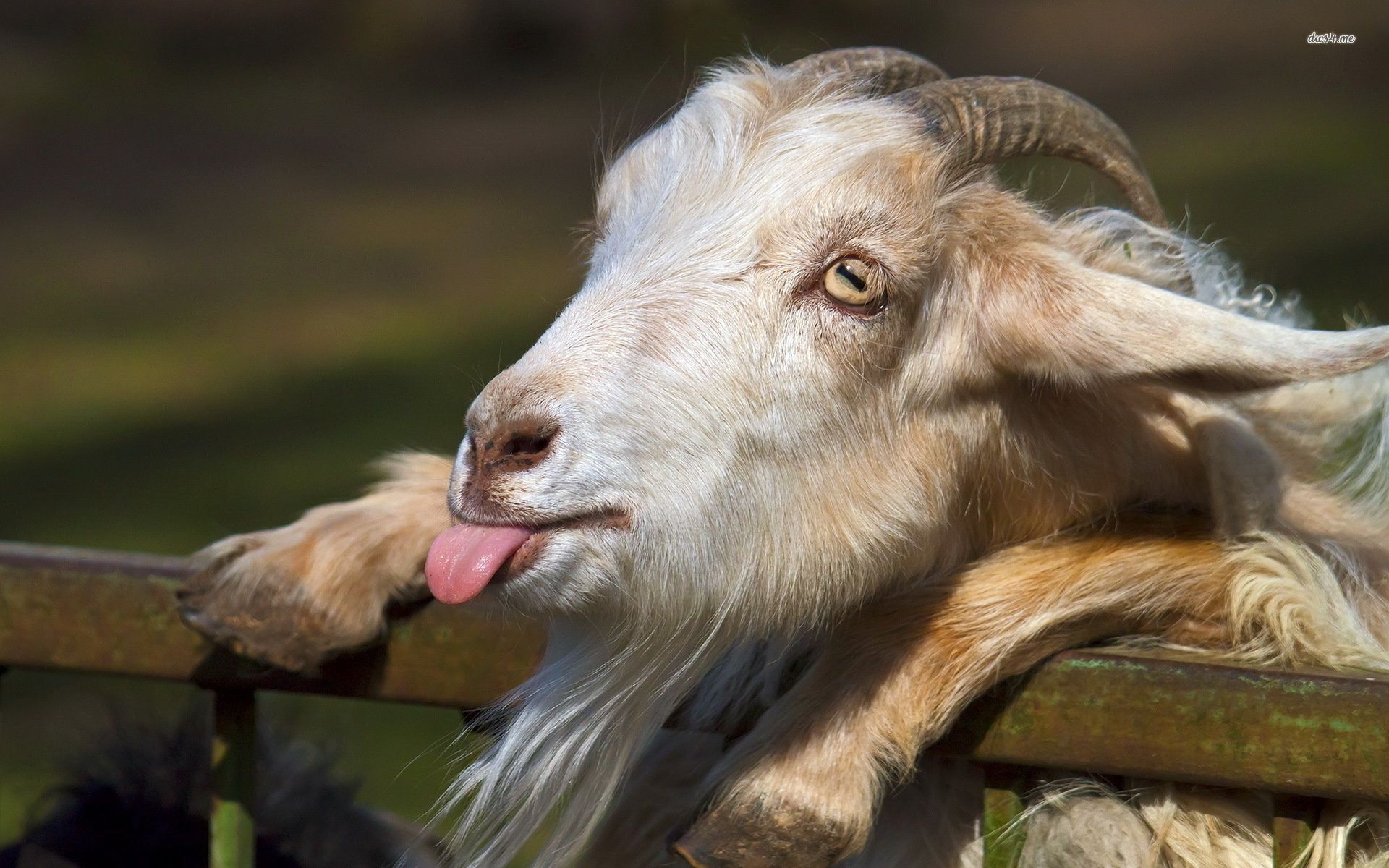 Funny Goat Wallpapers