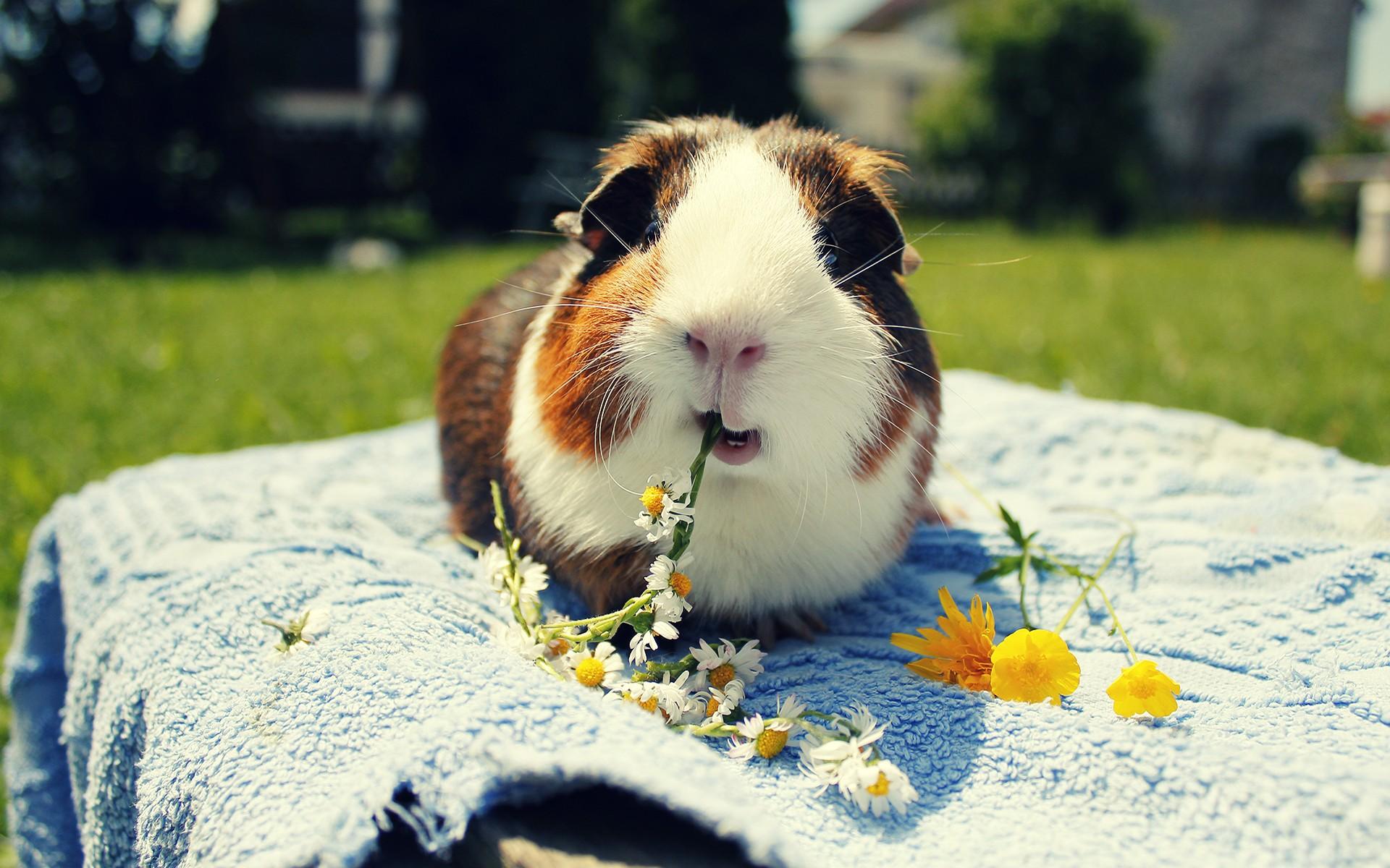 Funny Guinea Pig Wallpapers