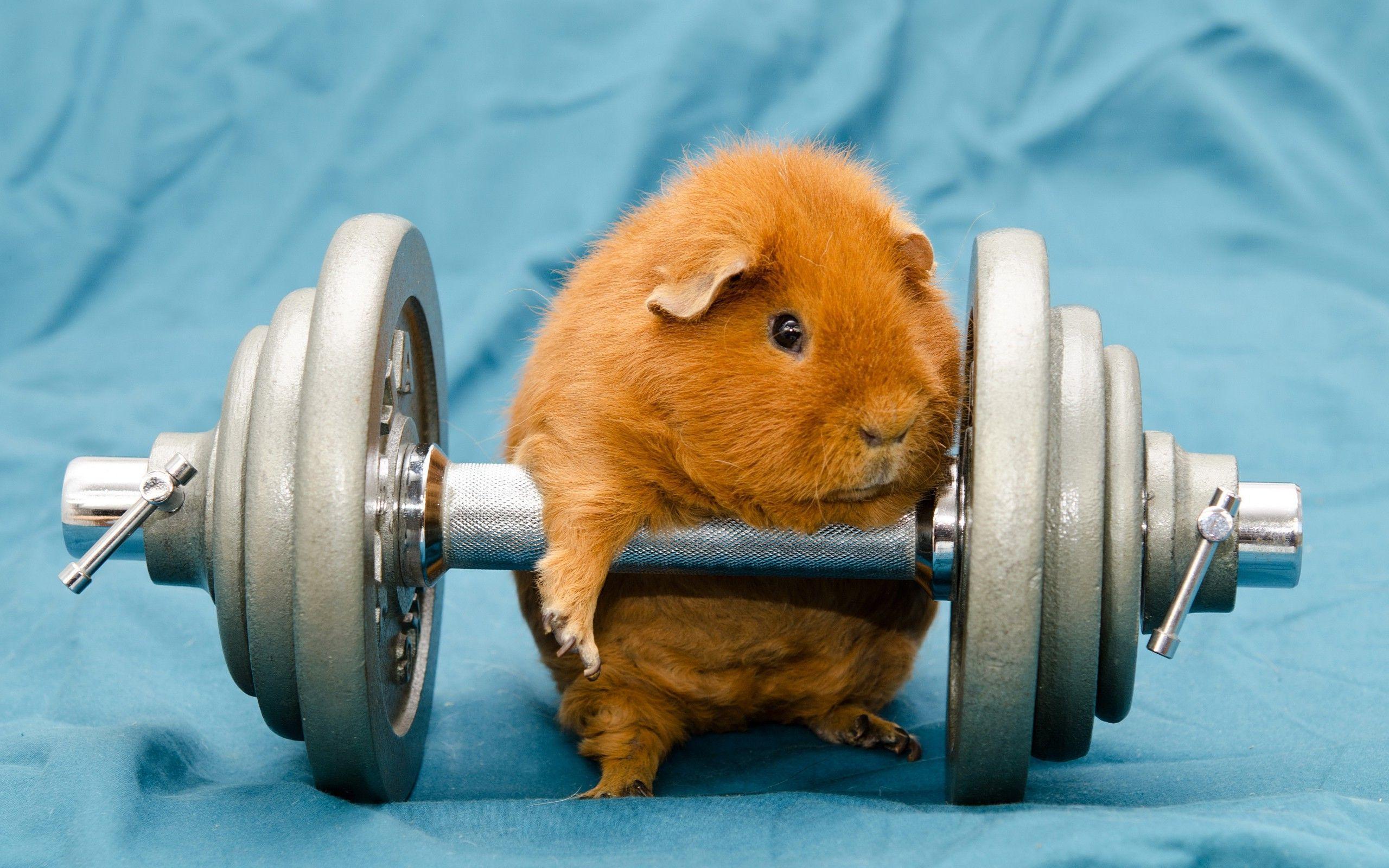 Funny Guinea Pig Wallpapers