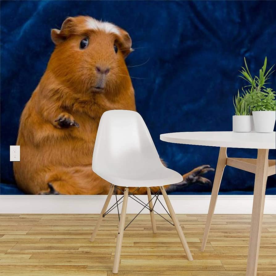 Funny Guinea Pig Wallpapers