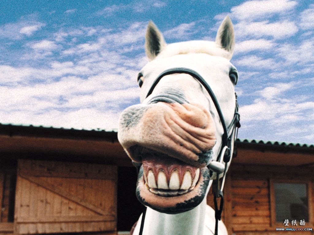 Funny Horse Wallpapers