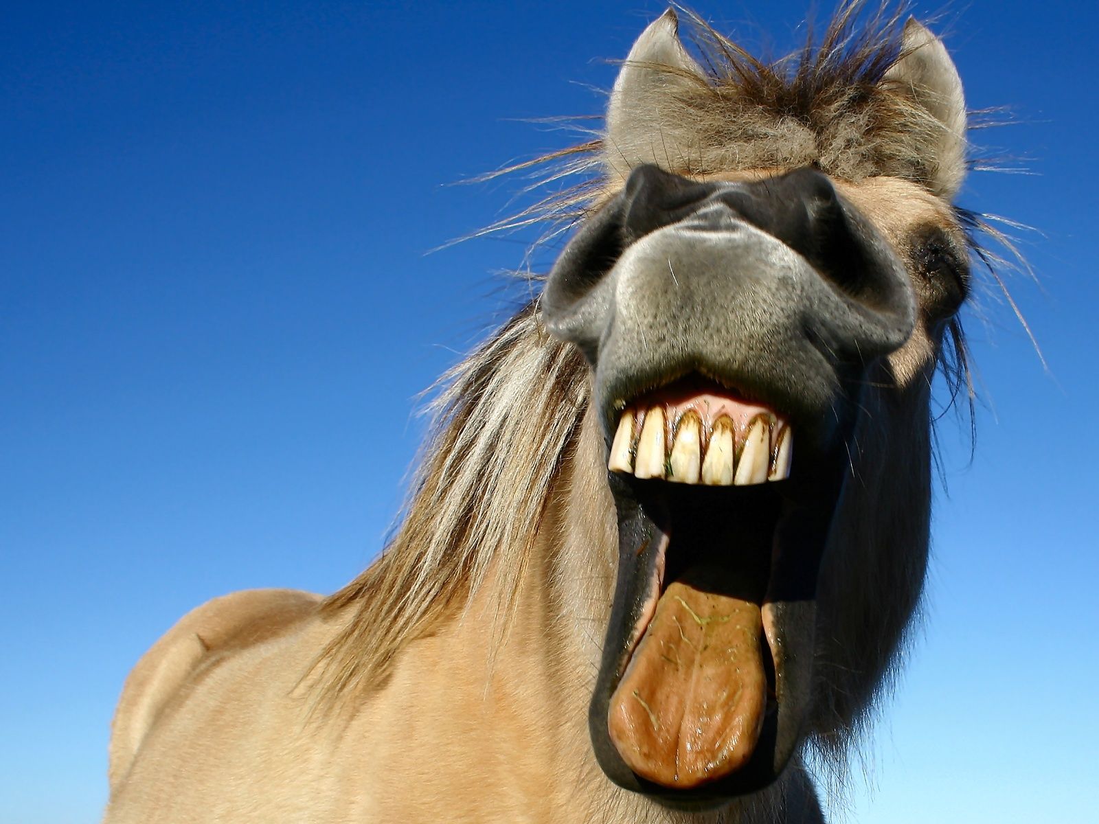 Funny Horse Wallpapers