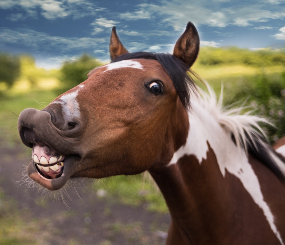 Funny Horse Wallpapers