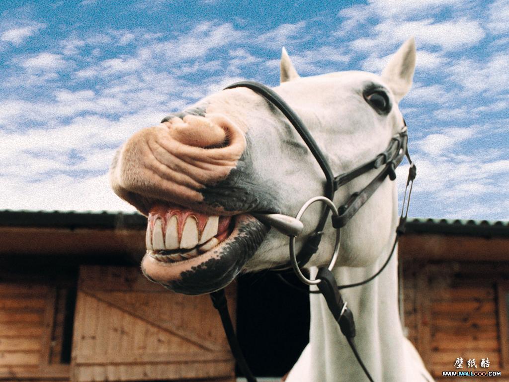 Funny Horse Wallpapers