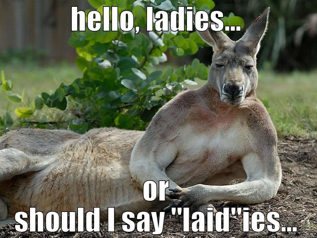 Funny Kangaroo Pic Wallpapers