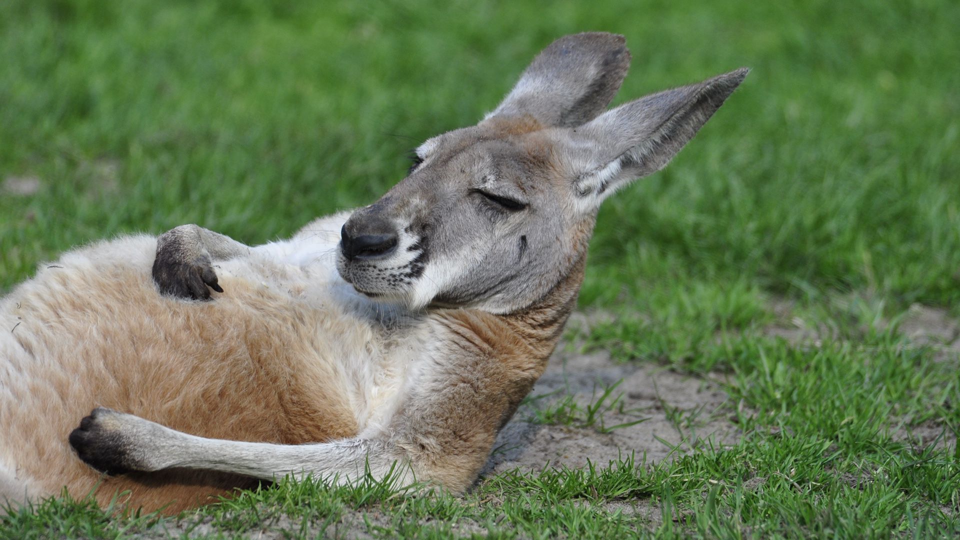 Funny Kangaroo Pic Wallpapers