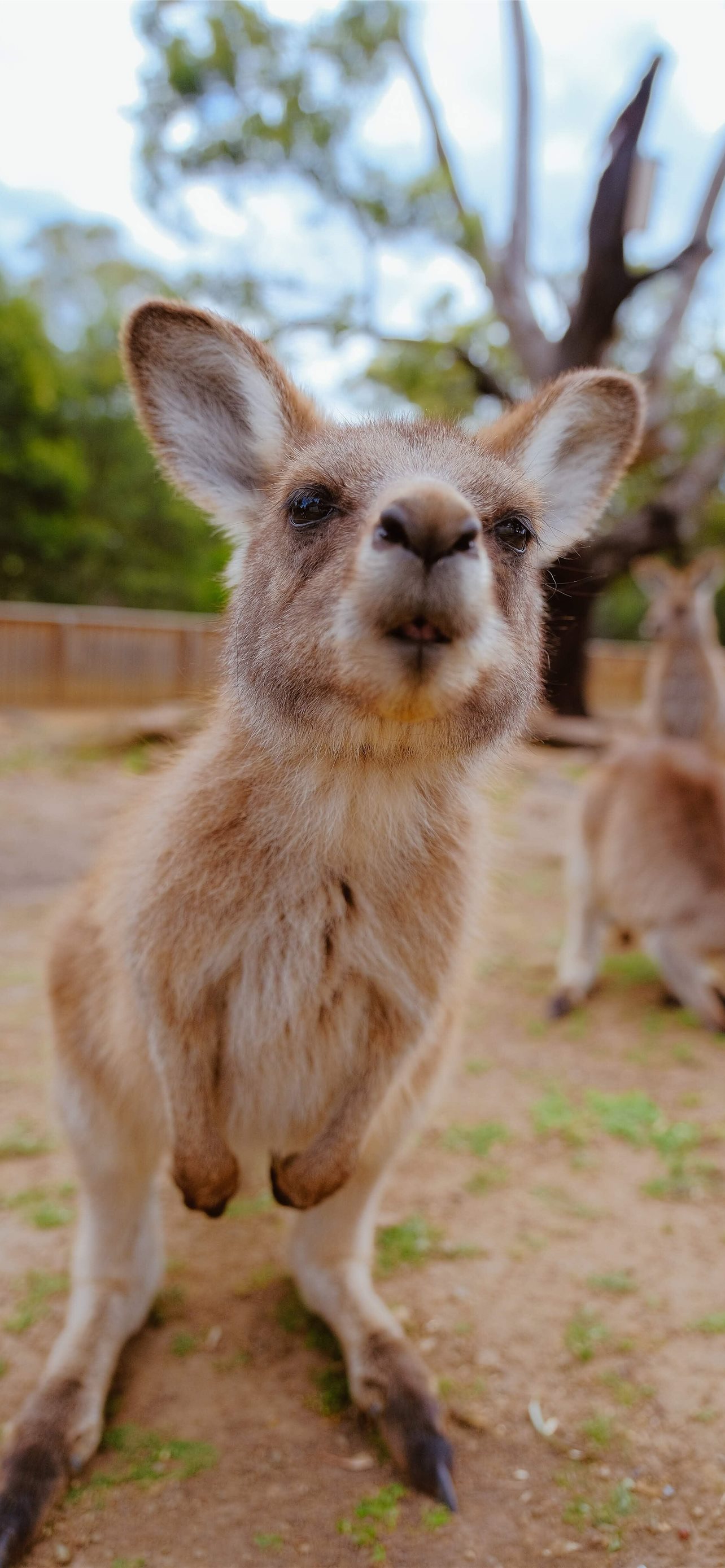 Funny Kangaroo Pic Wallpapers