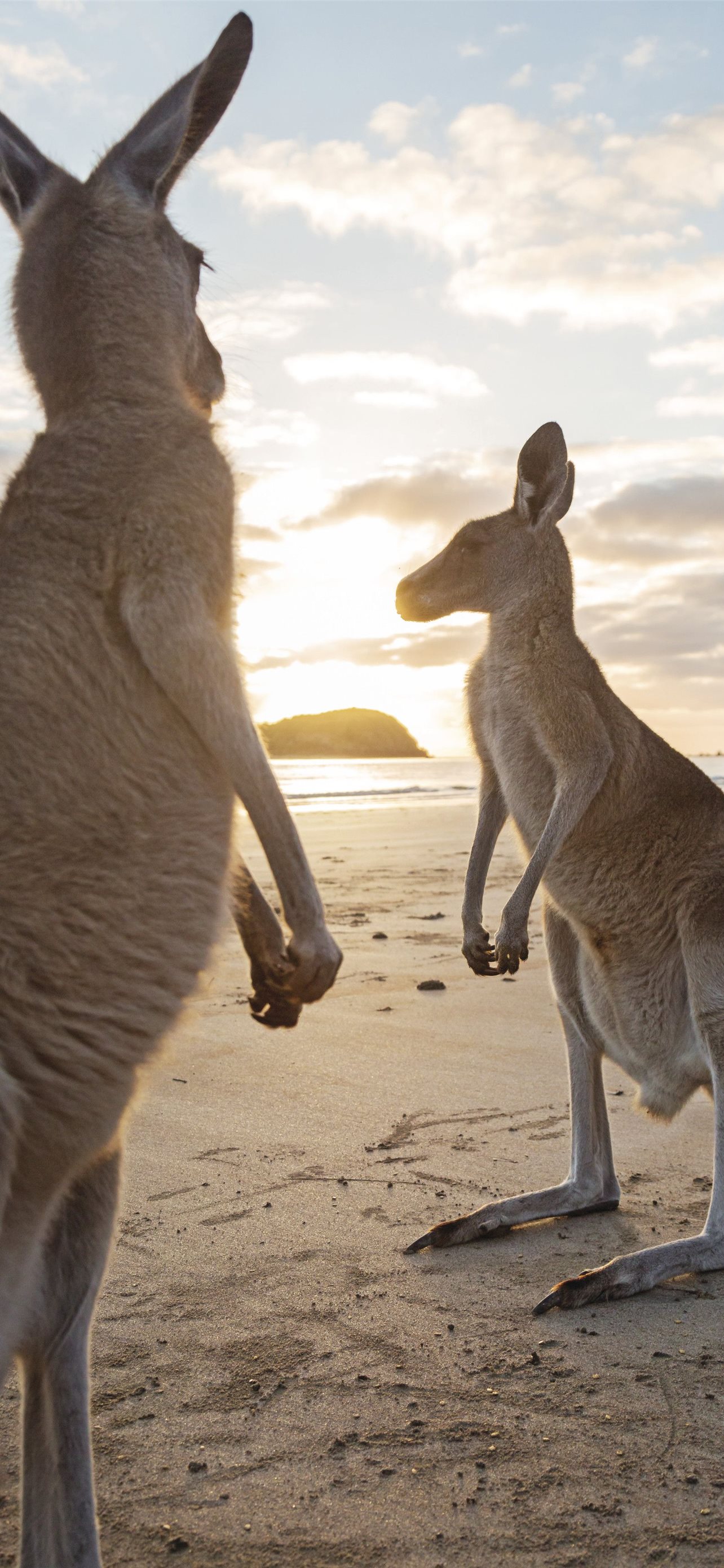 Funny Kangaroo Pic Wallpapers