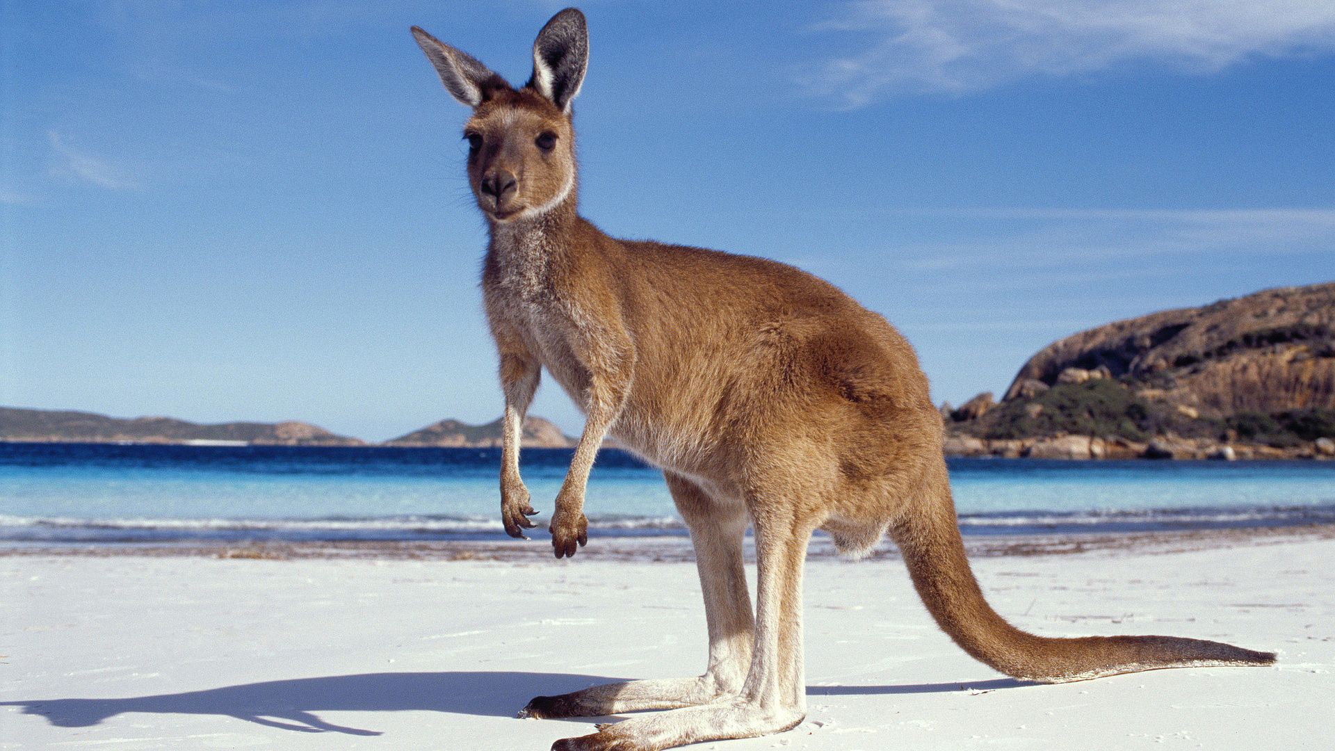 Funny Kangaroo Pic Wallpapers