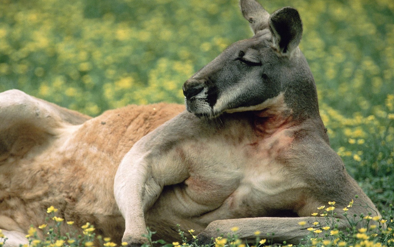 Funny Kangaroo Pic Wallpapers