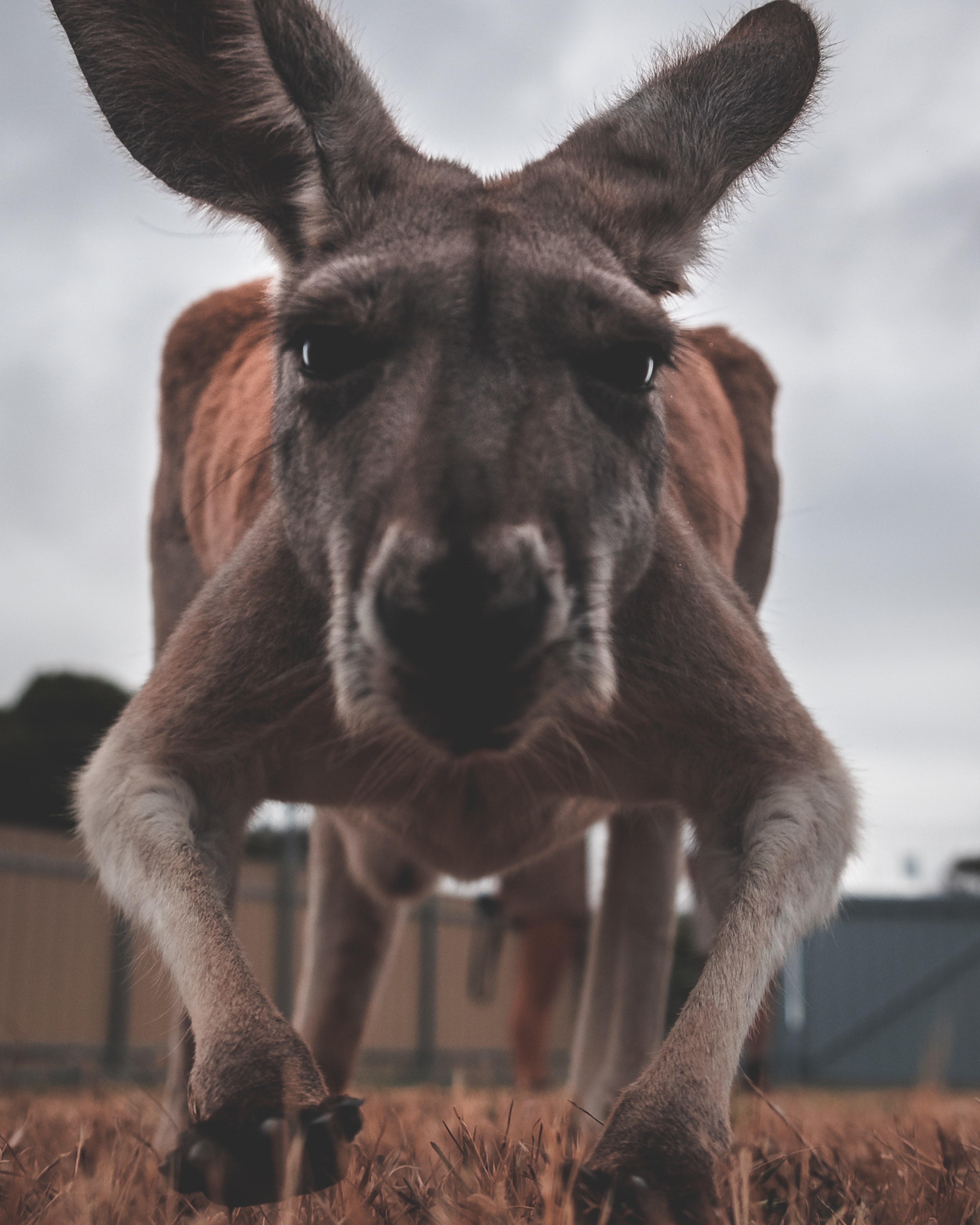 Funny Kangaroo Pic Wallpapers