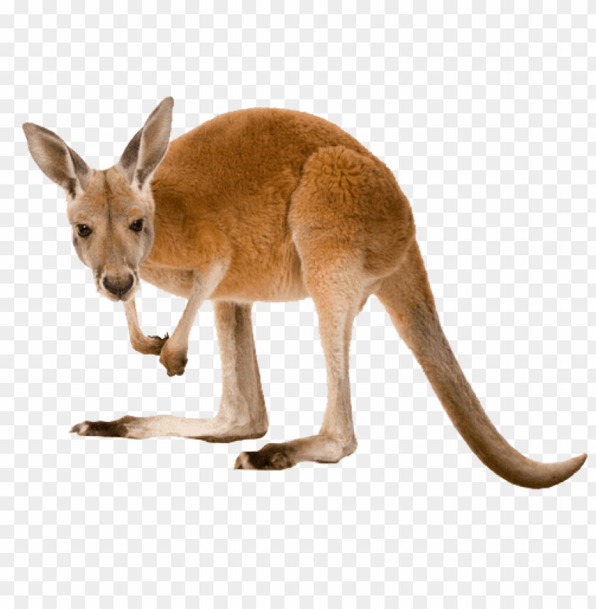 Funny Kangaroo Pic Wallpapers