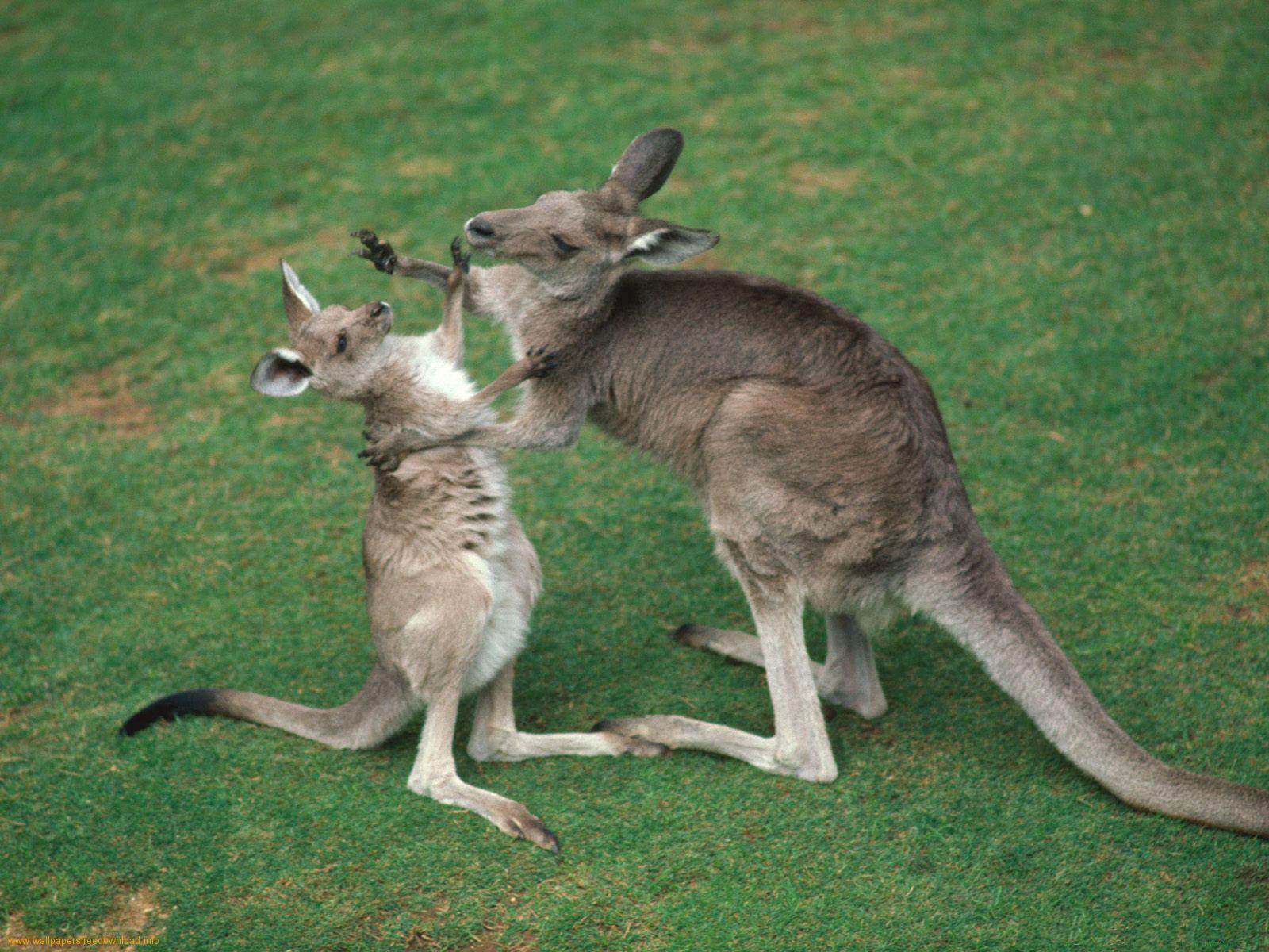 Funny Kangaroo Pic Wallpapers