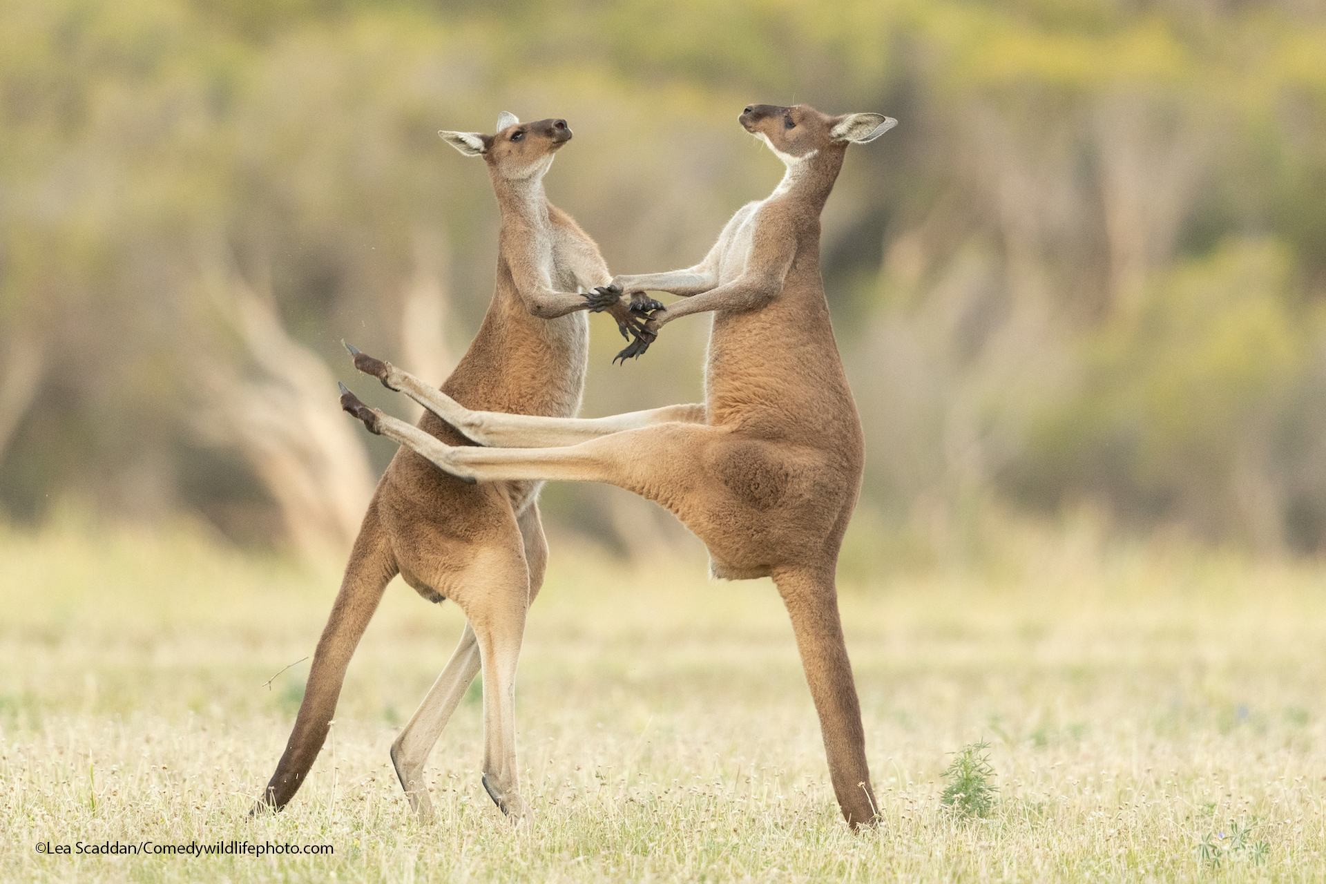 Funny Kangaroo Pic Wallpapers