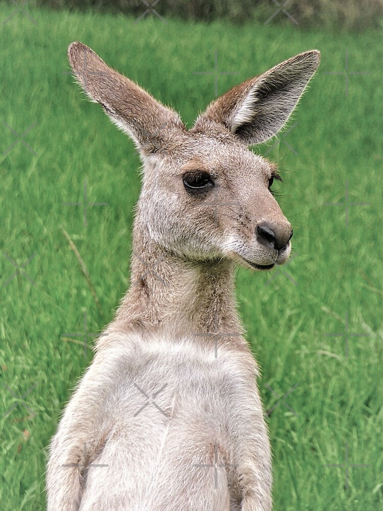 Funny Kangaroo Pic Wallpapers