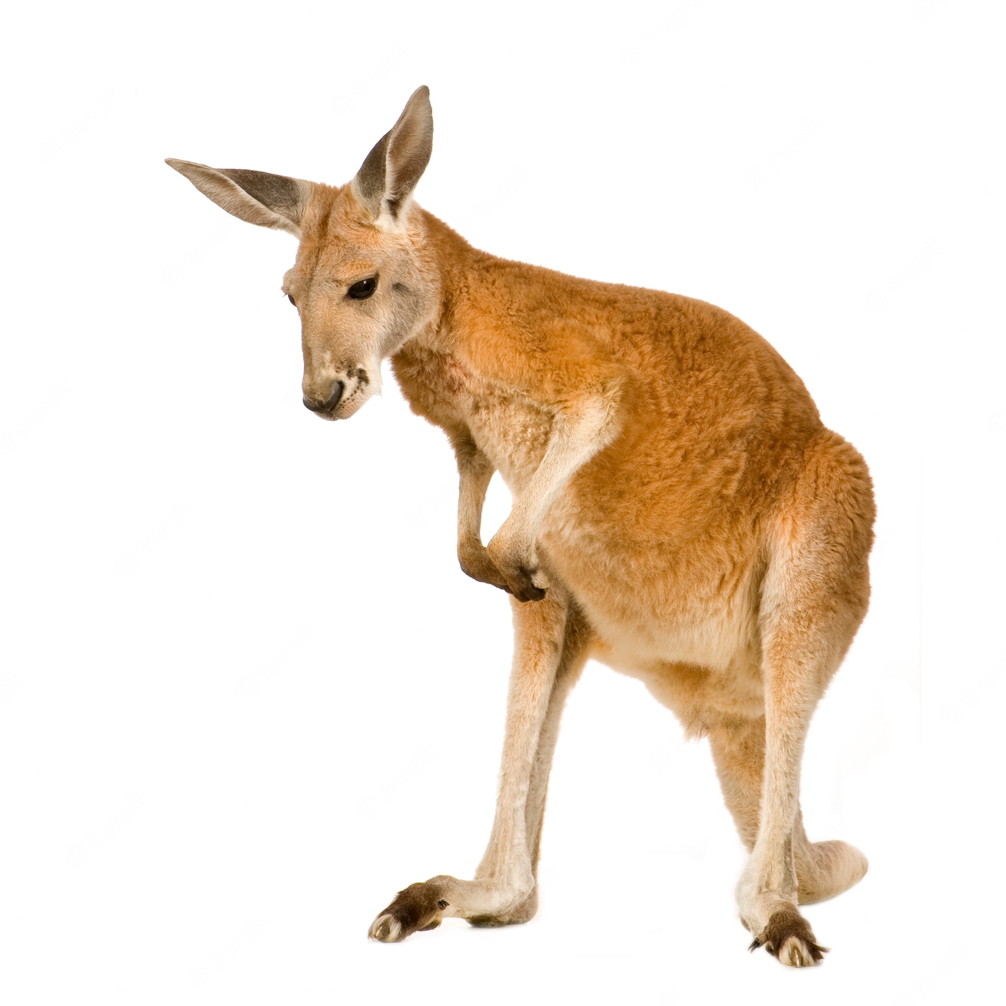 Funny Kangaroo Pic Wallpapers