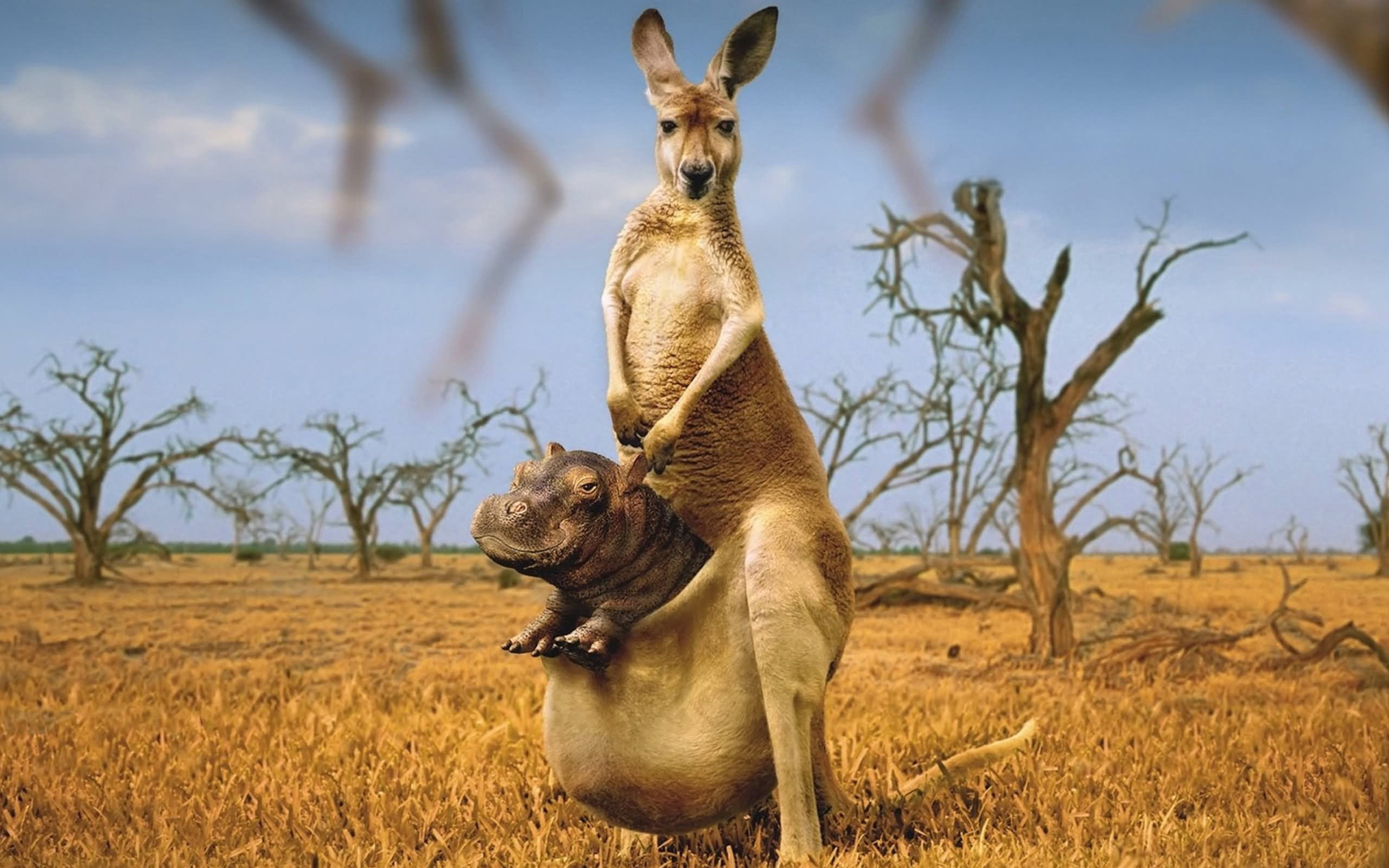 Funny Kangaroo Pic Wallpapers